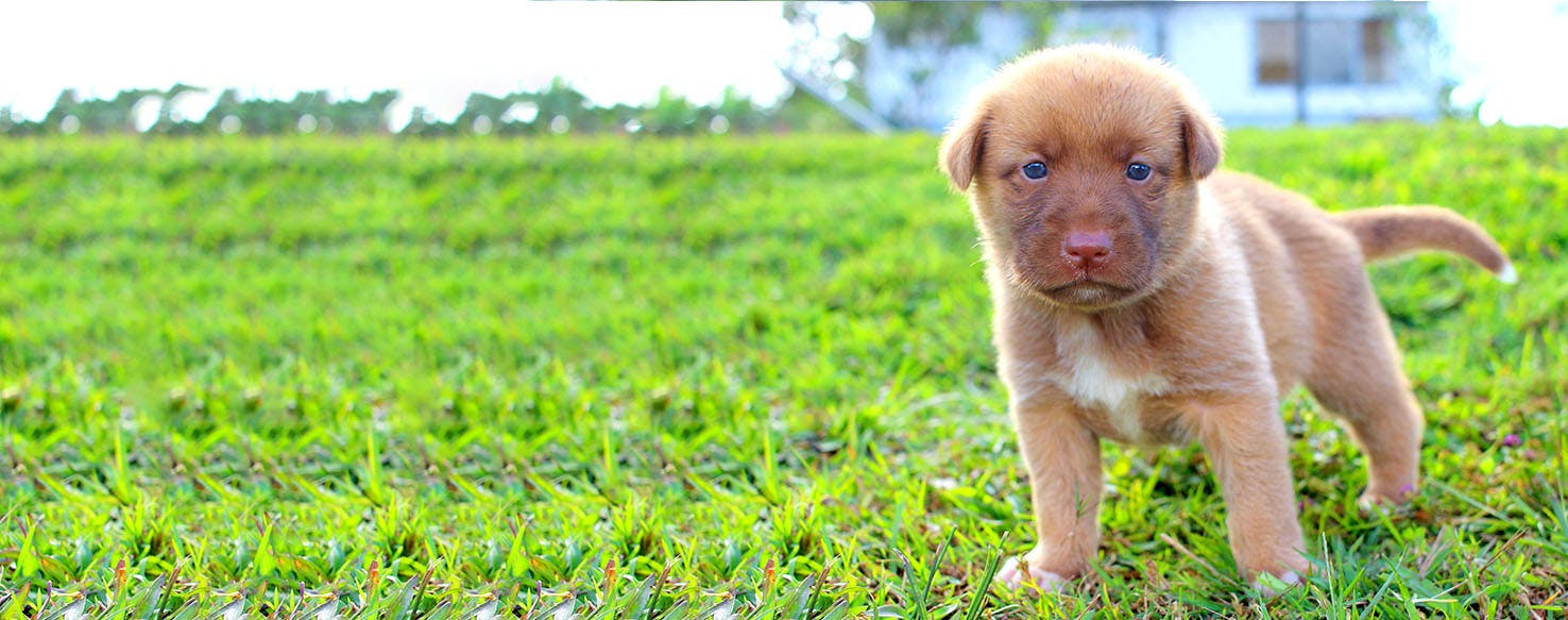 Dog Names Meaning Dear Popular Male and Female Names Wag!